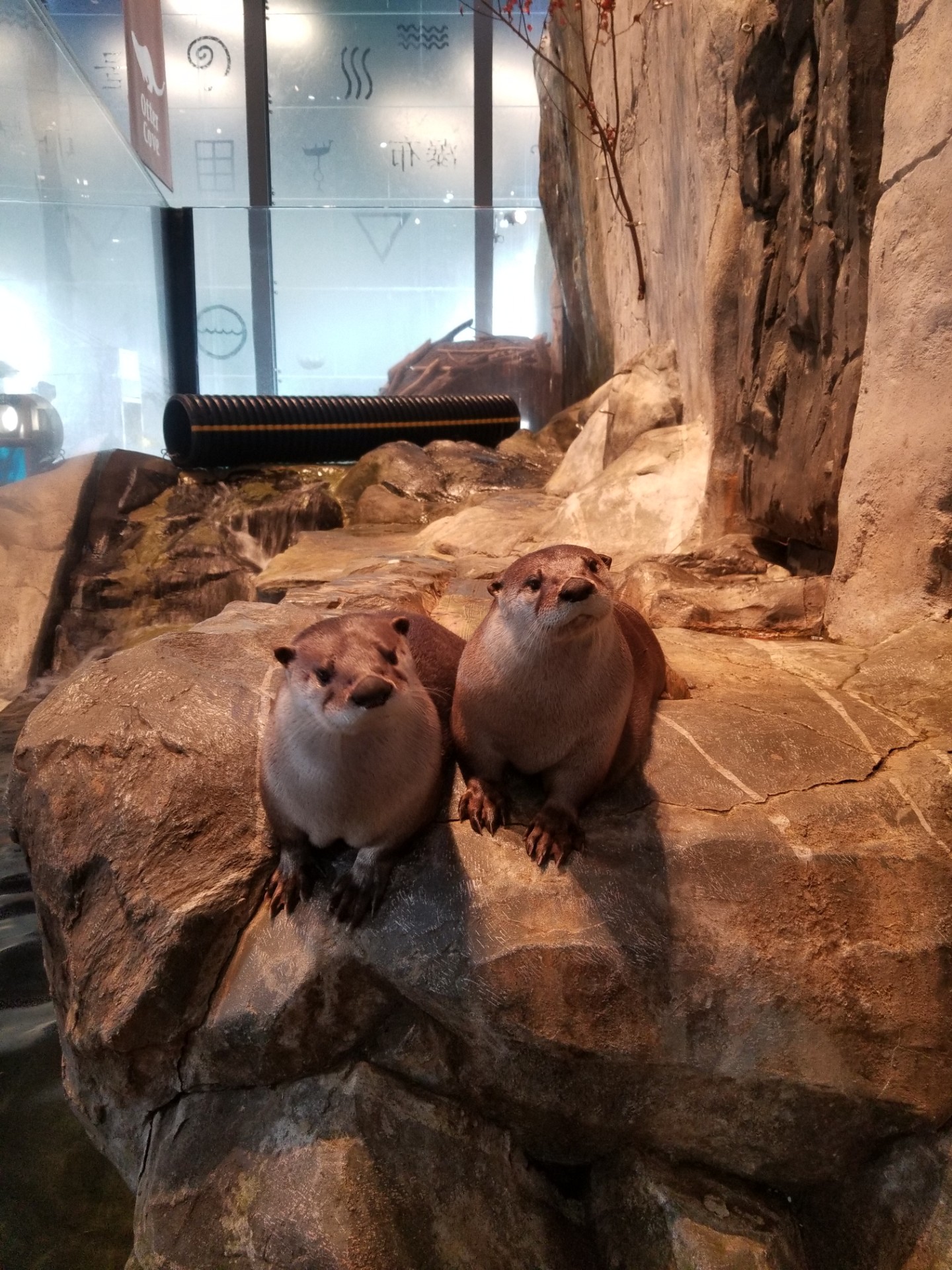 Otters Curious